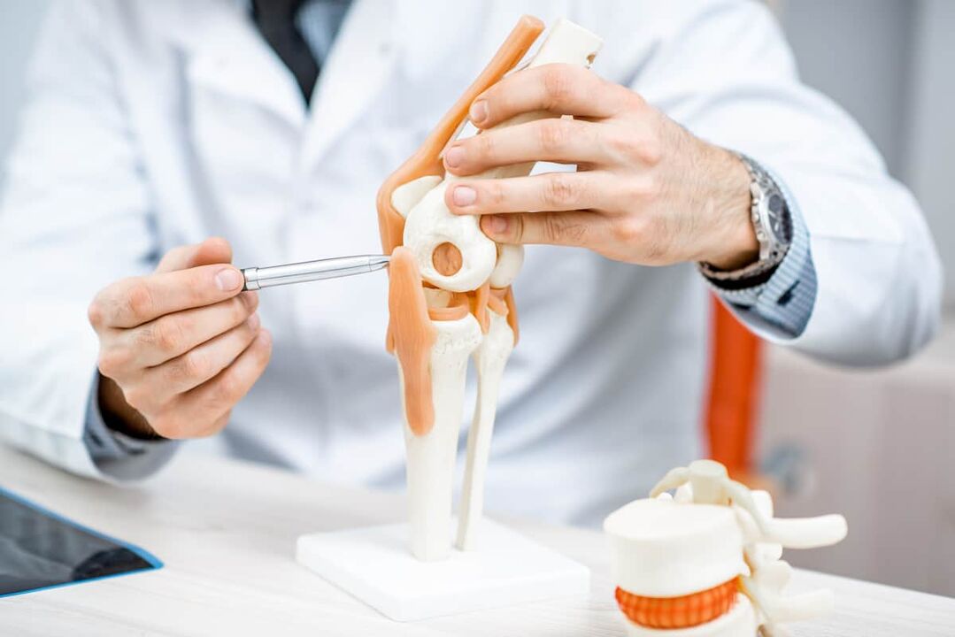 Model of the knee joint, which allows you to evaluate its structure